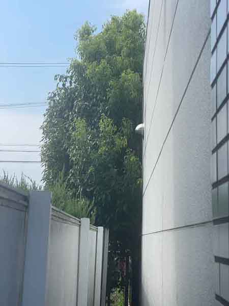 ご自宅の角の狭いスペースに自然に生え、大きく育ったクスノキがフェンスを越えて隣家側へはみ出している様子が写っている。