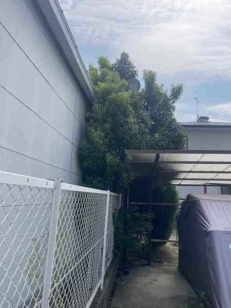 住宅の外壁に密着するほど成長した高さ約5メートルのクスノキが、枝葉を隣地へ大きくはみ出させている様子。密度の高い枝葉が住宅周囲に圧迫感を与えている。