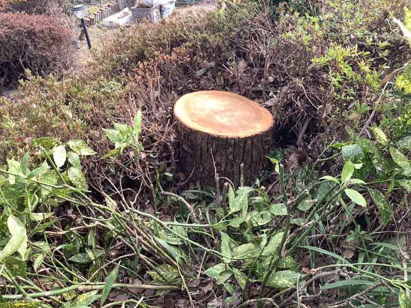 クスノキの伐採完了後の様子。大きく育っていた大木が地際で水平に美しく切り揃えられ、明るい色の切り口を見せる切り株となった状態。密集していた枝葉がなくなり、周囲の植栽に囲まれたお庭に光が差し込むようになった様子。