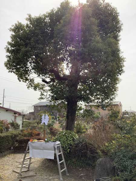 一宮市のお庭に立つ、幹が太く立派に成長したクスノキ。周辺の住宅と比べても引けを取らないほどの高さがあり、太い枝が横へと大きく広がる生命力あふれる姿。その根元で、伐採前の不安を払拭するための神事が厳かに執り行われている。