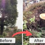 施工前（左）は一宮市の住宅街で、お祓いの祭壇が設けられた生命力あふれるクスノキの大木。施工後（右）は安全に伐採が完了し、周囲の低木を傷つけることなく地際で綺麗な切り株となった様子。愛知県一宮市の現場にて。