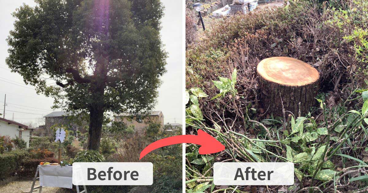 施工事例：一宮市でクスノキ伐採とお祓い｜稲沢市・江南市の植木屋【ウカイ造園】
