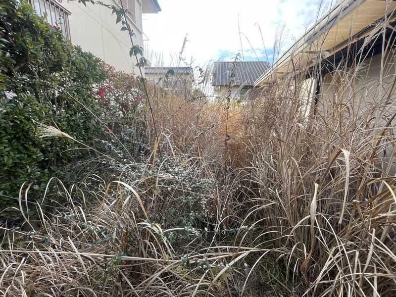 隣家との敷地が見えないほど雑草が生い茂った空き家（愛知県名古屋市での空き家の除草事例）